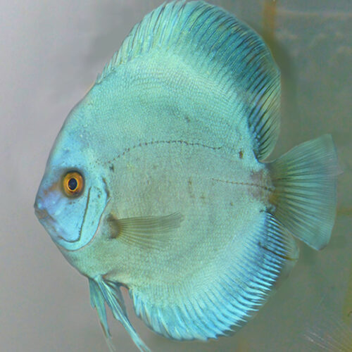 Acara Disco Blue Diamond